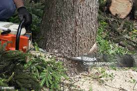 How Our Tree Care Process Works  in  Holliday, TX
