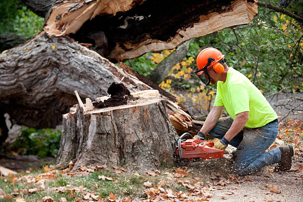 Trusted Holliday, TX Tree Removal Experts