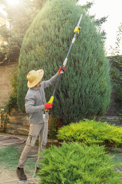 Best Lawn Drainage Solutions  in Holliday, TX